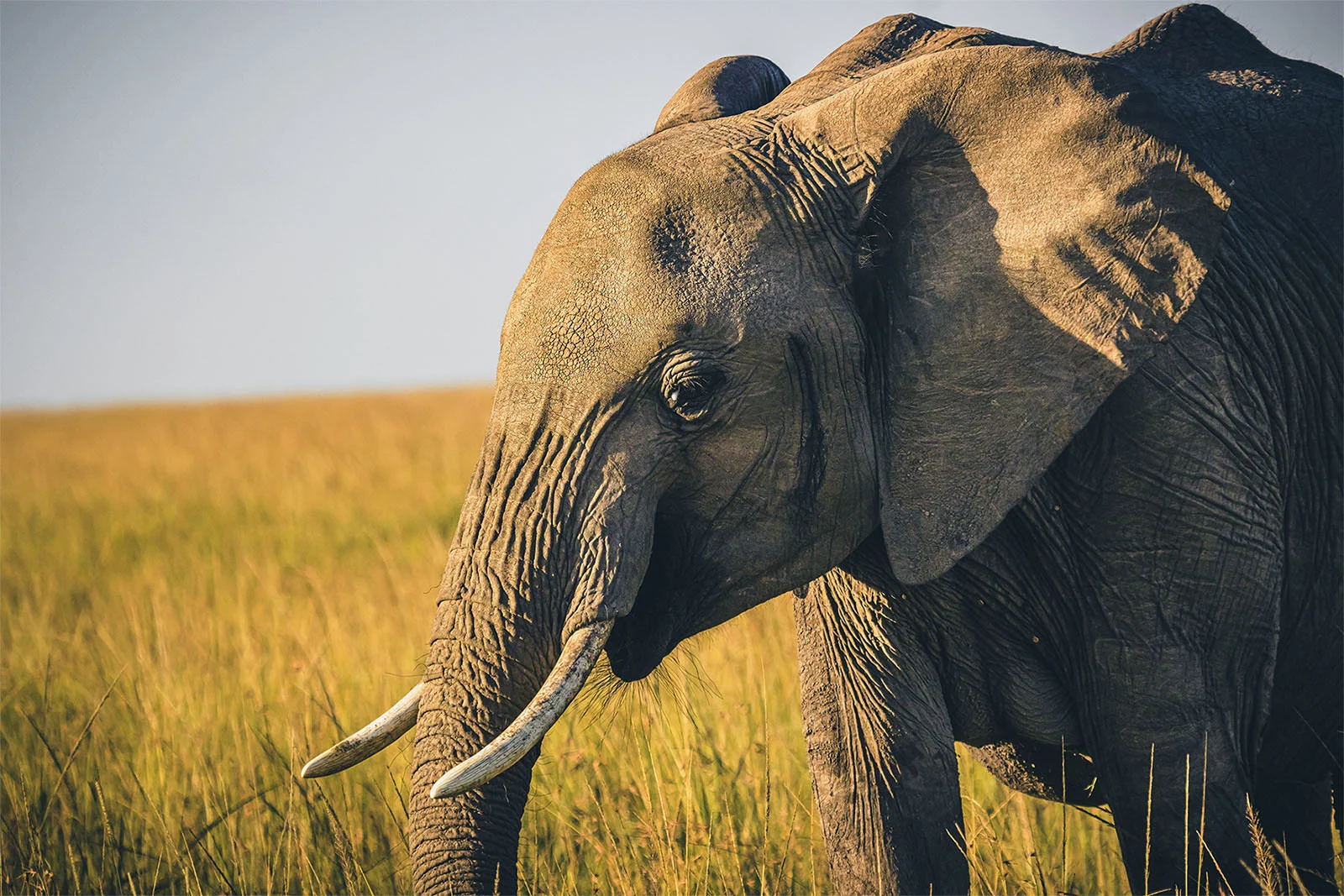 Dimitris Voulgaris - Kenyan Safari