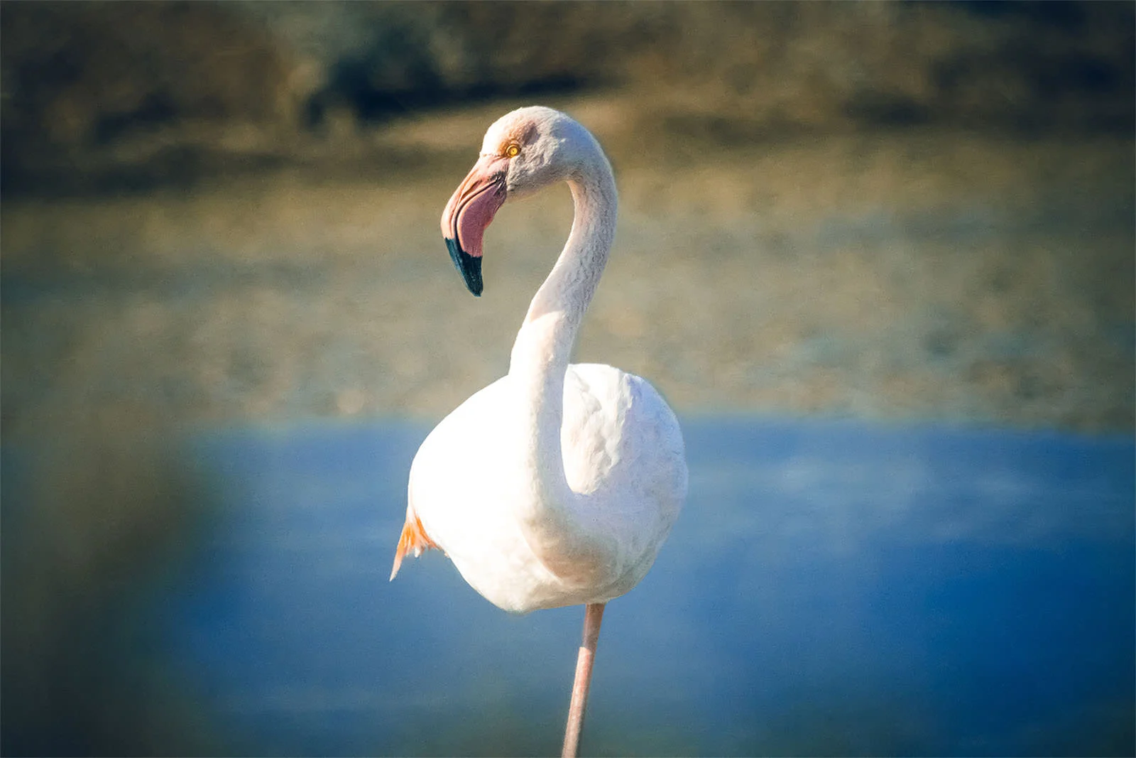 Dimitris Voulgaris Photography - Wild Birds